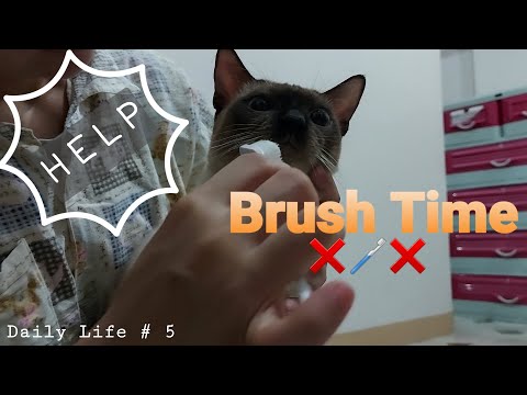 Brush Time - Siamese cats