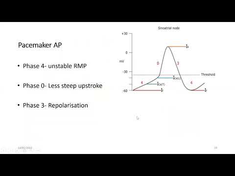 Overview of cardiovascular physiology