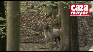 Cazando en la República Checa