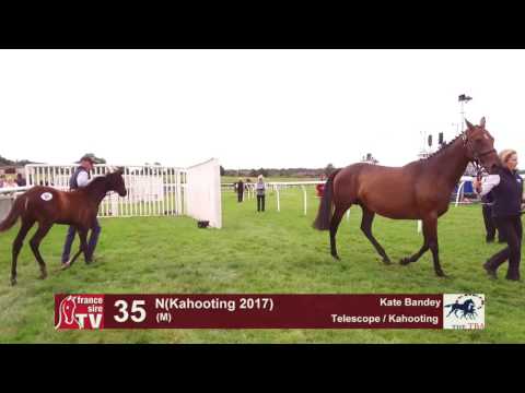 TBA Foal Show 2017 - Lot 35 -  M17 - Telescope & Kahooting