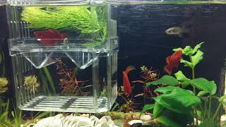 [問題] 請幫忙看魚是不是體內蟲