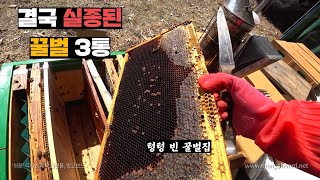 한달 반만에 벌통 열었는데 꿀벌이 실종된 벌통이 생긴 상황.