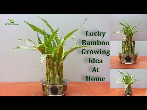 Lucky Bamboo Growing Ideas | How to Grow & Design Lucky Bamboo for Home//GREEN PLANTS Video