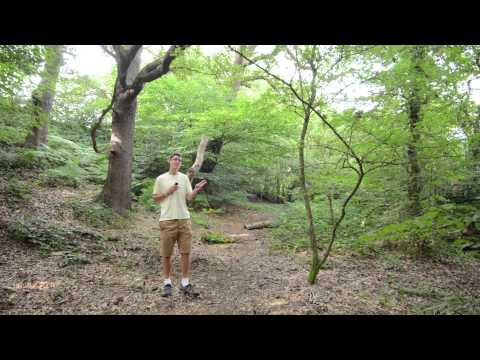 Tip of the Walk - 'Woodland Photography'