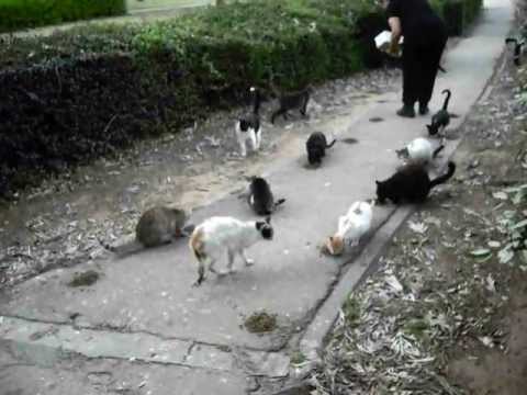 nuria feeds the feral cats in rishon le zion - israel