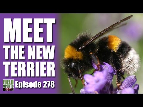 Fieldsports Britain – Meet the New Terrier… it’s a Bumblebee