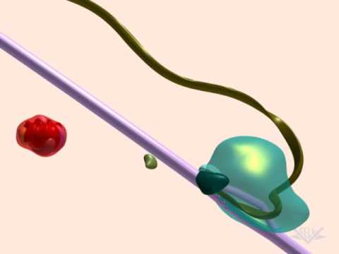 謄本 (Transcription)