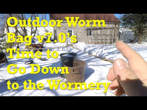 Relocating outdoor worm bag v7 down to the wormery on day 241 - vermicompost