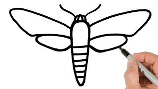 How to Draw a Moth Easy for Beginners