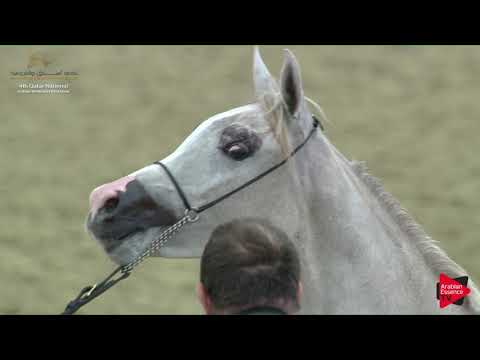 N.89 ZUHAIR AL NASSER - 2019 Qatar Nat. Peninsula show - Yearling Colts (Class 4B) .mp4