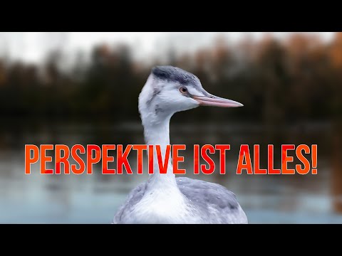 Tierfotografie am Niederrhein: Geht das überhaupt?