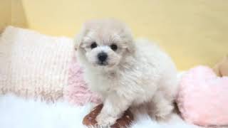 ハーフ犬の動画01