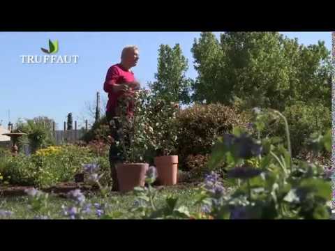 comment soigner un hibiscus en pot