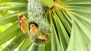 Download lagu Amazing Job🥰of Bird Construction Golden Bird Build Nest🥰Bird Sound Ep117 mp3