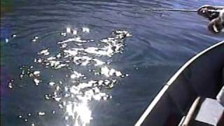 preview picture of video 'Pesca de trucha 3,5 kilos Pucón- Chile'