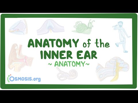 Anatomy of the inner ear