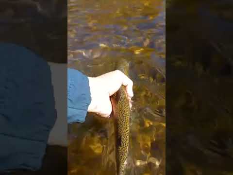 Pesca de trucha Arco iris El Maiten Chubut pesca de Otoño