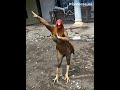 Cintaku Hanya Kmu Cinta Merah Merah Jambu