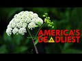 Water Hemlock: The Deadliest Plant In North America