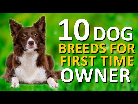 Top 10 Dog Breeds For The First Time Owners | Dogs World