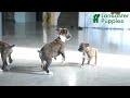 Boxer dogs for sale: Lolli - Video 1