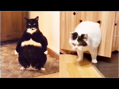 Funny Fat Cat Fails 2021 Compilation