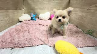 ハーフ犬の動画01