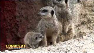 preview picture of video 'Baby Meerkats are Introduced to Jungle Kingdom'