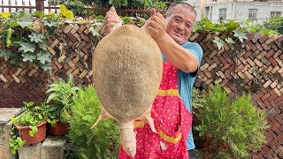 Download the video "1250買只巨型甲魚王，農村鐵鍋炖上1小時，十幾人圍坐壹桌吃過瘾"