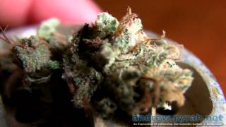 SHINING SILVER HAZE Royal Queen Seeds - Amsterdam Weed Review