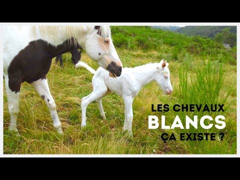 DÉCOUVERTE 🌼 I Un cheval BLANC ?! ⛄👻🕊