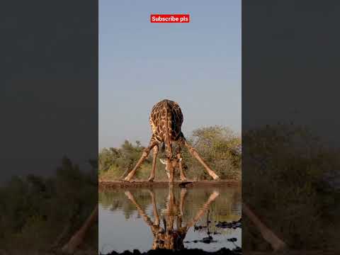 Huge Giraffe drinking water! #animals #giraffe #water #naturelovers