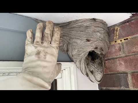 The YellowJacket Expert Demonstrates How Dangerous a Yellow Jacket Nest Can Be! Wow!