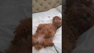 울집 강아지 꼬니가 잘때 특징 ㅋㅋㅋㅋㅋ