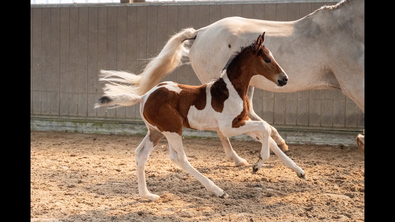 Cubebe van Stal ter Knok (CAYENNE PEPPER TER LINDEN Z x CARESINO) video 1