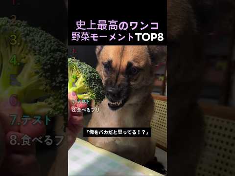 史上最高のワンコ野菜モーメントTOP8