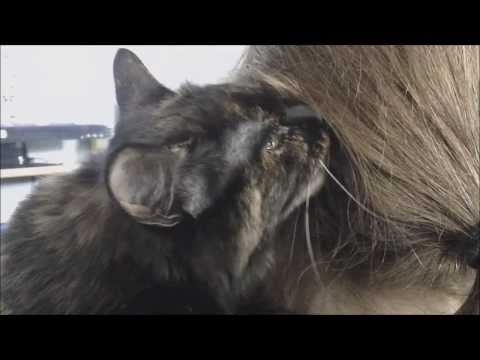 Funny Cat Loves Eating Hair