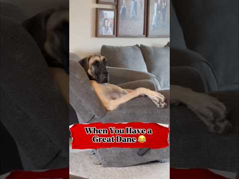 When You Have a Great Dane😂 #funny #shortvideo #shorts #shortsfeed #youtubeshorts #trending #viral