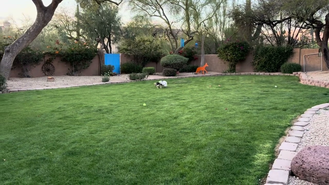 Enlarge Levi and  Lila , a ADOPTABLE mixed breed in Scottsdale, AZ video 5/5