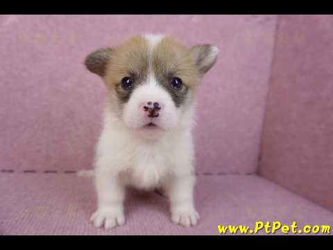 10/13雙色柯基犬母幼犬3號