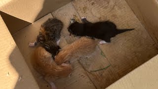 40.24 Megaminx PR Average with 35.19 PR Single! (sub 40 fail)