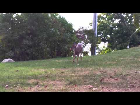 Mark Wahlberg talks to animals