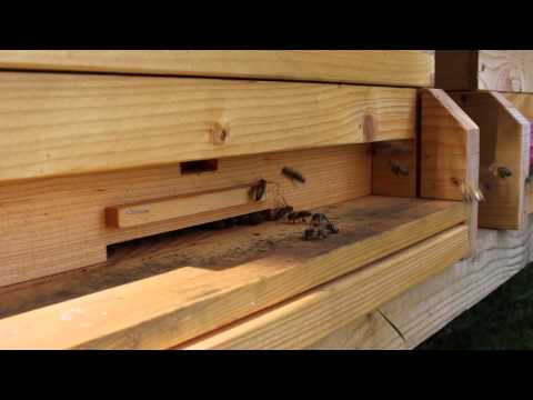 Apis mellifera carnica - Carniolan honey bee