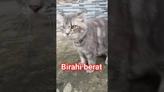 Download lagu Suara kucing Jantan Memanggil betina mp3