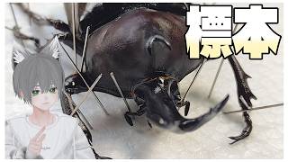 飼ってたカブトムシで標本作ってみた