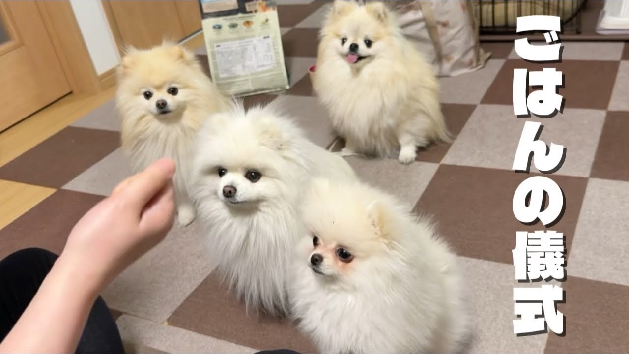 初めてのご飯の儀式に興味津々な仔犬のポメラニアン