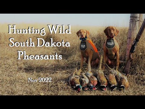 South Dakota Wild Pheasant Hunting At Its Finest