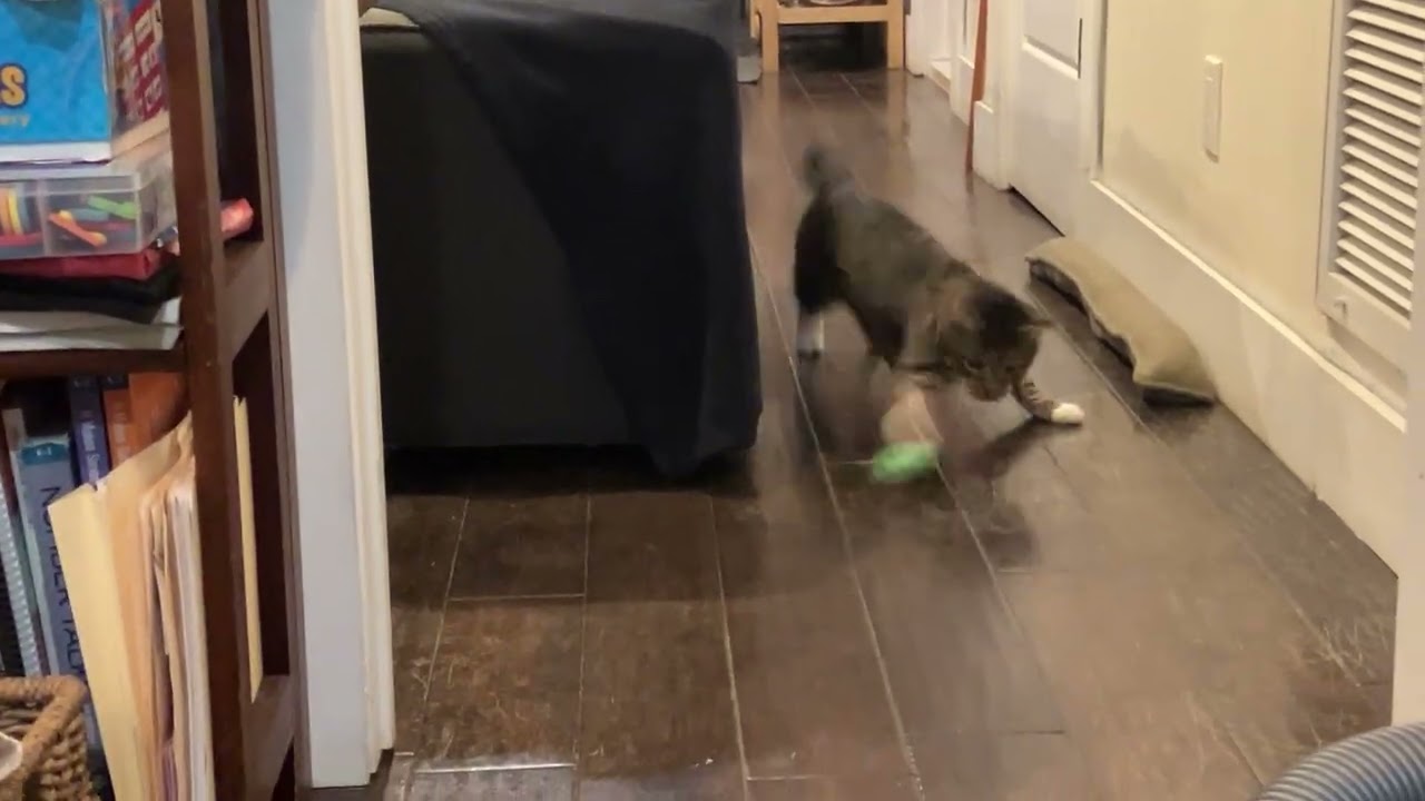 Enlarge French Fry , a ADOPTABLE Domestic Short Hair in Brooklyn, NY video 6/6