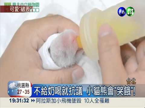 小貓熊哇哇叫... "哭餓"討奶喝!
