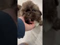 Shih Tzu dogs for sale: Chief - Video 1